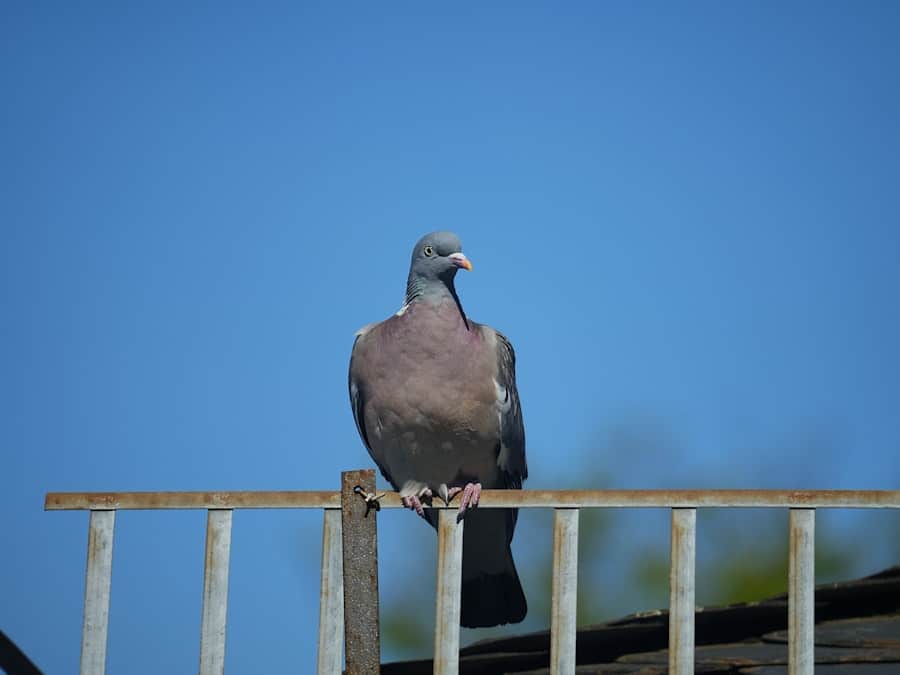 Drone surveillance