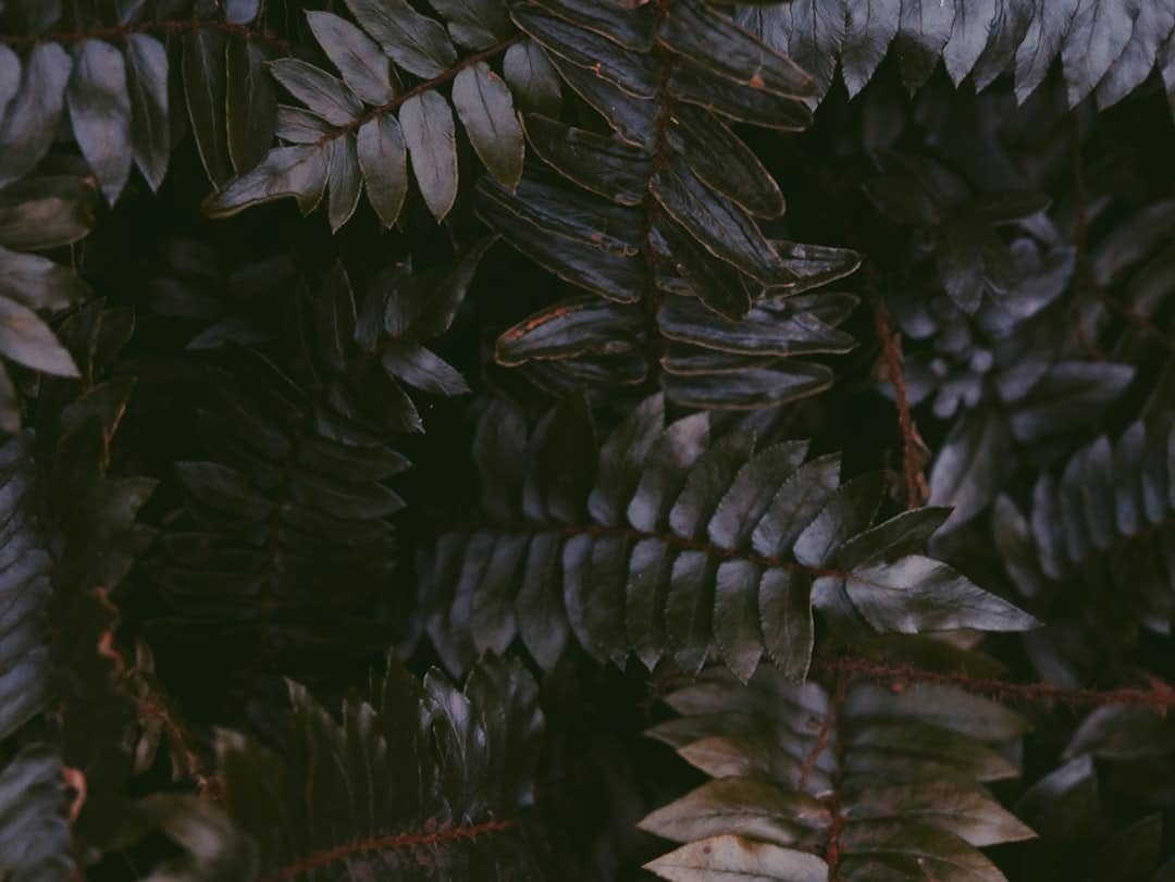 Photo AI Renaissance