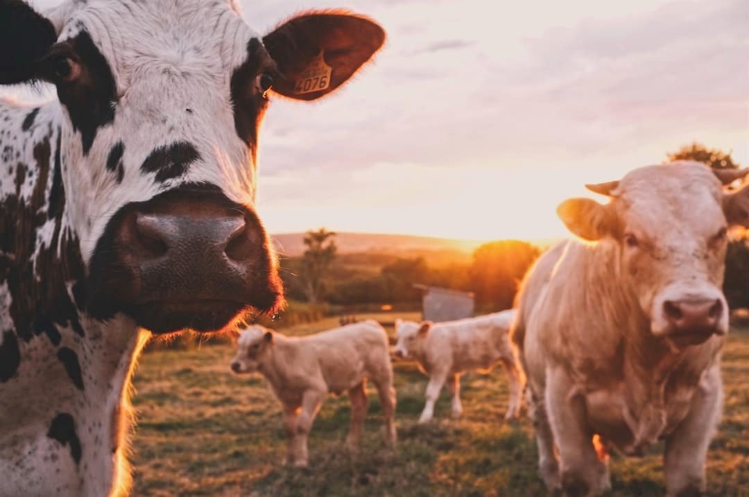Photo Agriculture