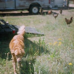 Photo Animal translator