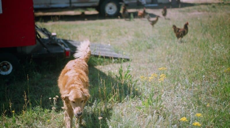 Photo Animal translator