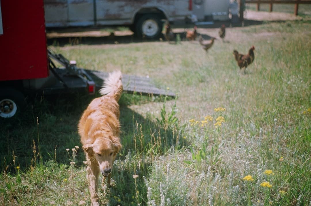 Photo Animal translator