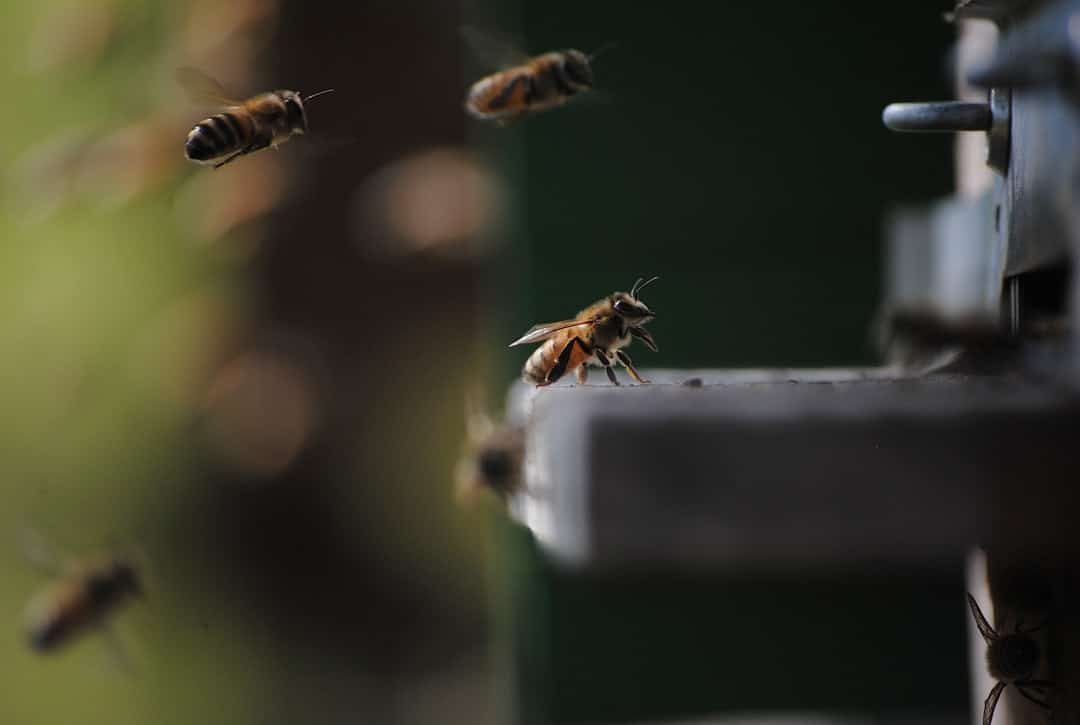 Photo Automated feeding
