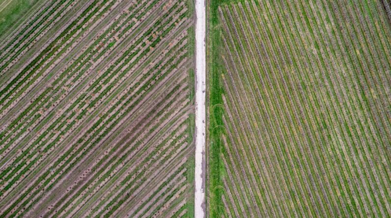 Photo Smart Farming