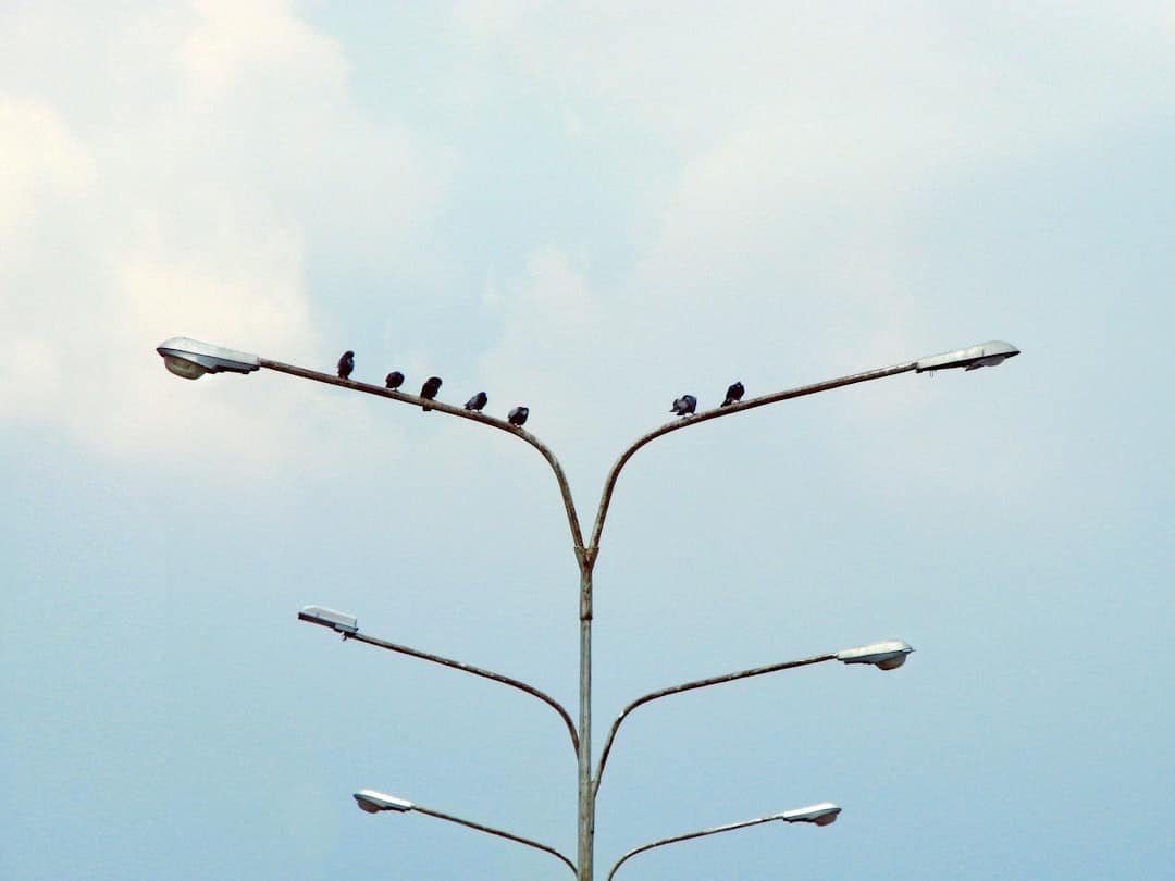 Photo Swarm Intelligence