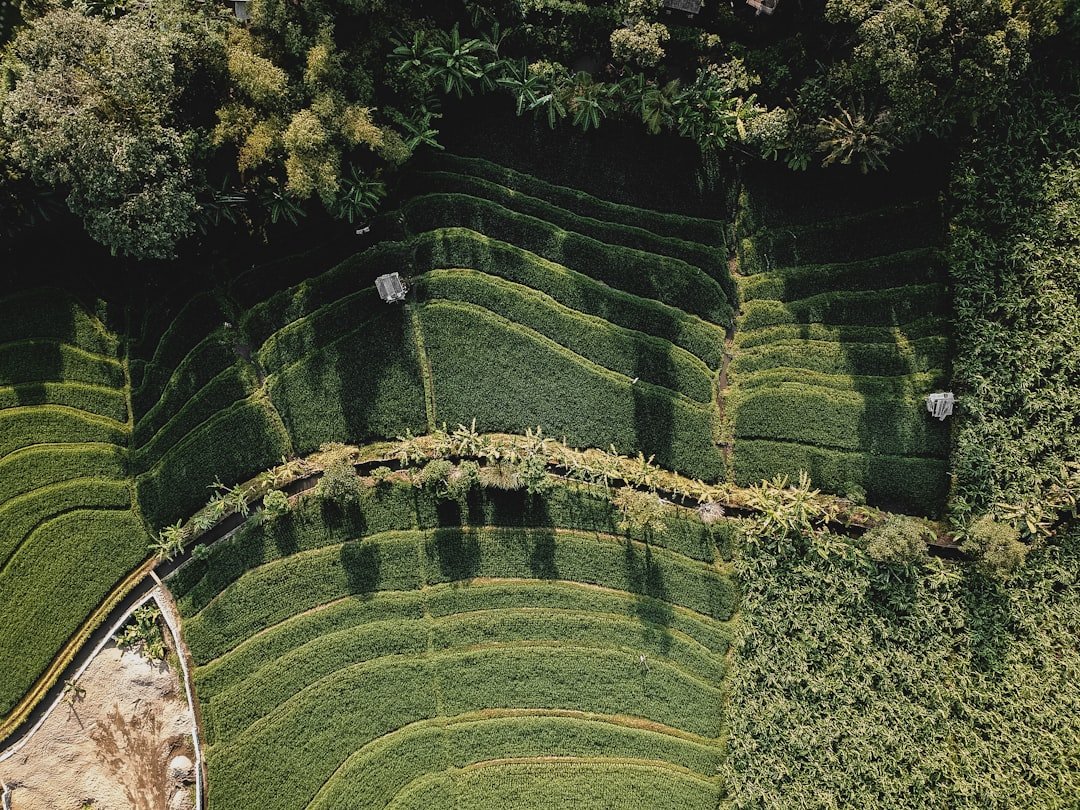 Photo AI in Agriculture